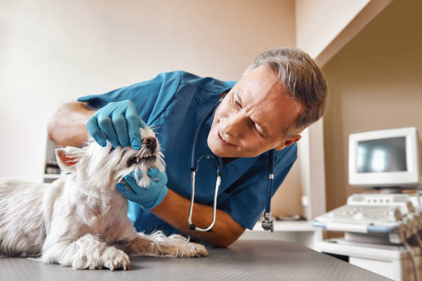 Best Dental Abscess Treatment in De Soto, IL